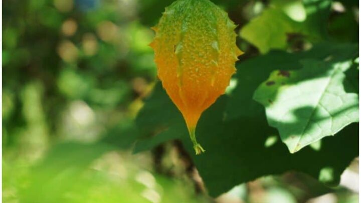 Cerasee Tea – Benefits (Detox & Weight Loss, Acne, Diabetes) & Side Effects