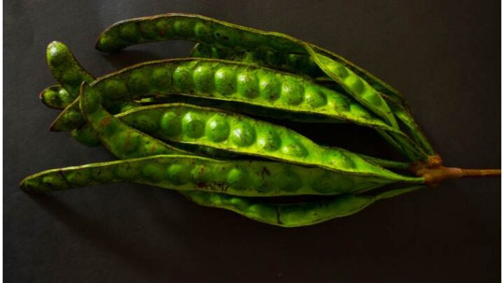 Petai (Stink) Beans (Parkia Speciosa): Benefits, Nutrition Facts, Side Effects
