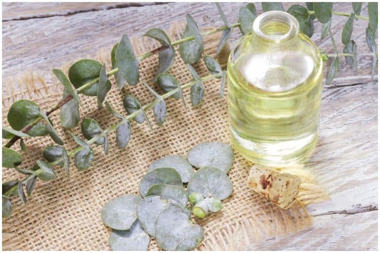 Eucalyptus essential oil