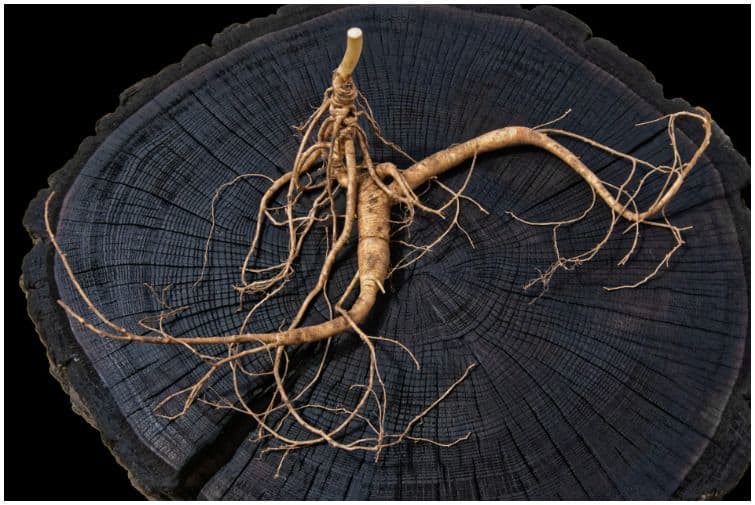 Ginkgo Biloba vs Ginseng Differences Health Guide Net