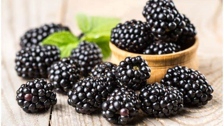 Mulberry vs Blackberry – Differences In Taste & Health Benefits