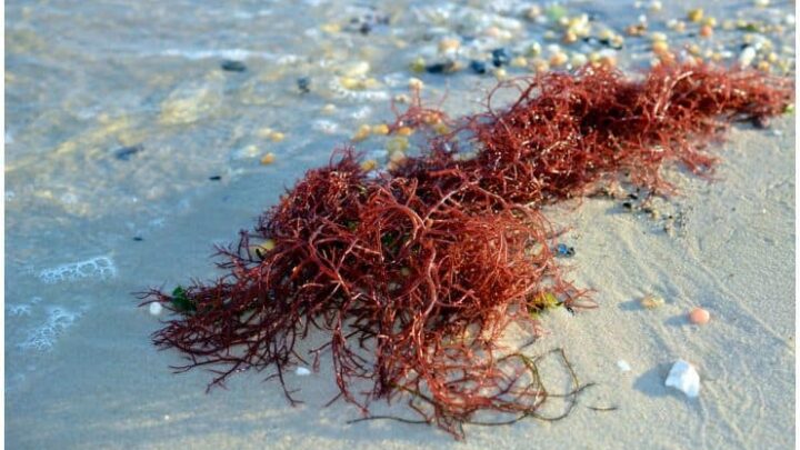 Red Algae – Health Benefits (Hair & HPV), Uses, Side Effects