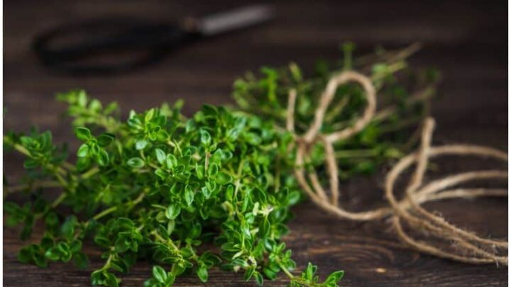 Thyme vs Oregano – Differences In Taste & Health Benefits