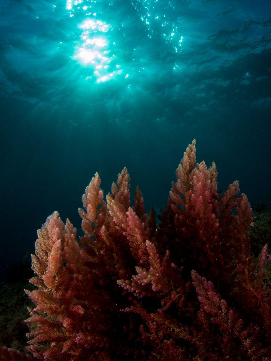 red marine algae side effects hair