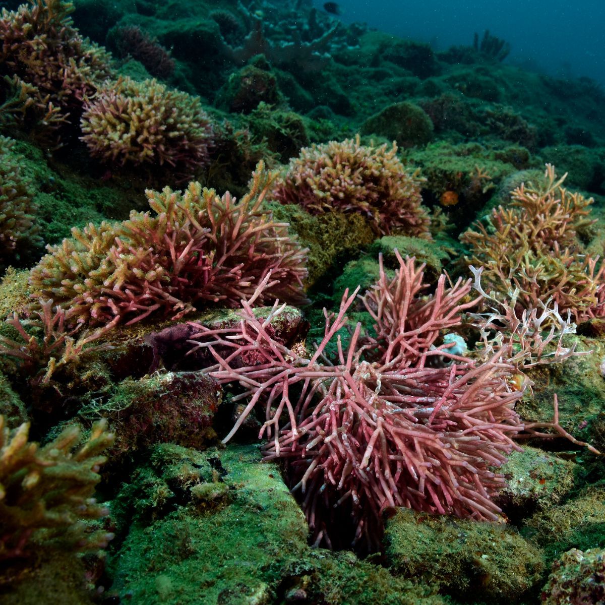 red marine algae side effects
