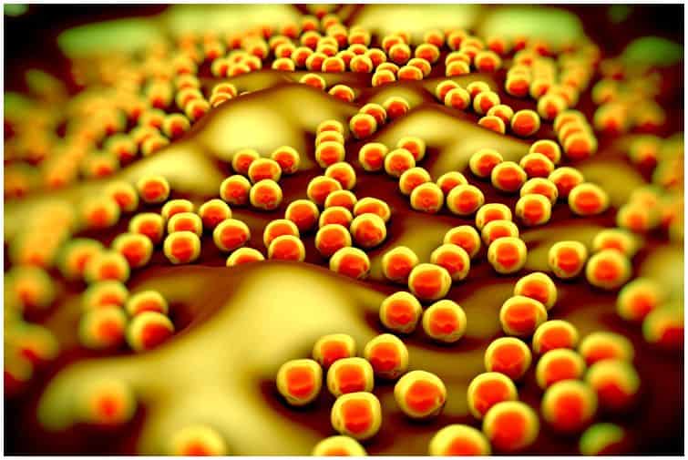 28-interesting-facts-about-staphylococcus-aureus-infection