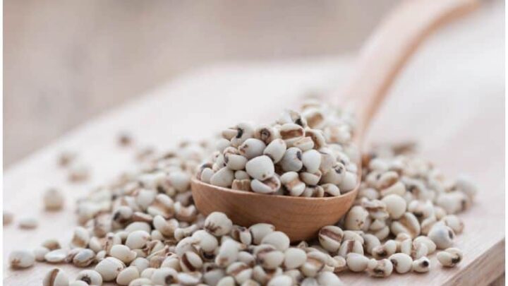 Coix Seed (Job’s Tears) - Nutrition Facts & Health Benefits