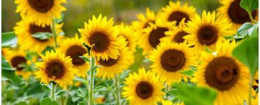 List Of 10 Plants Used In Phytoremediation