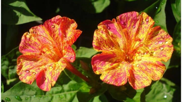 Mirabilis Jalapa (Four O’Clock | Marvel of Peru) – Medicinal Uses