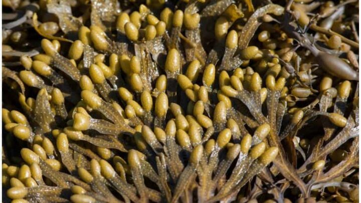 Phaeophyta (Brown Algae) – Interesting Facts, Side Effects, Life Cycle, Uses