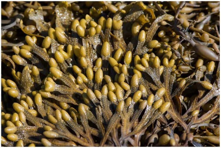 phaeophyta-brown-algae-interesting-facts-health-guide-net