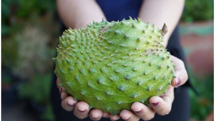 Soursop vs Cherimoya – Comparison of Health Benefits & Nutrition Facts