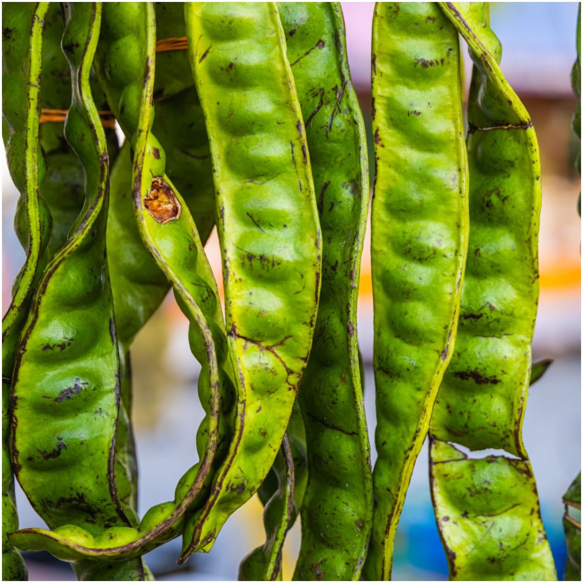 stink-beans-side-effects-health-guide-net