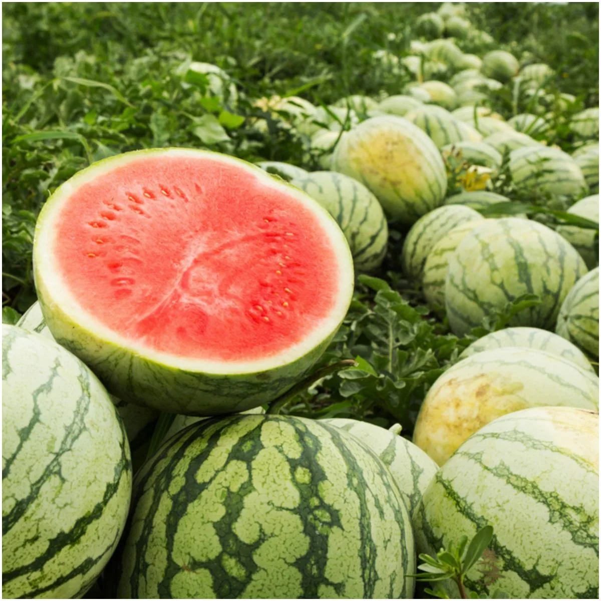 Forchlorfenuron In Watermelon