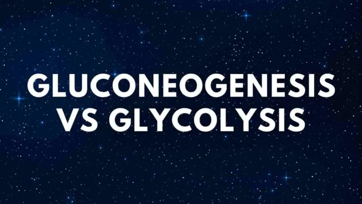 Gluconeogenesis vs Glycolysis