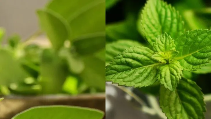 How to Spot the Difference Between Sage vs Mint