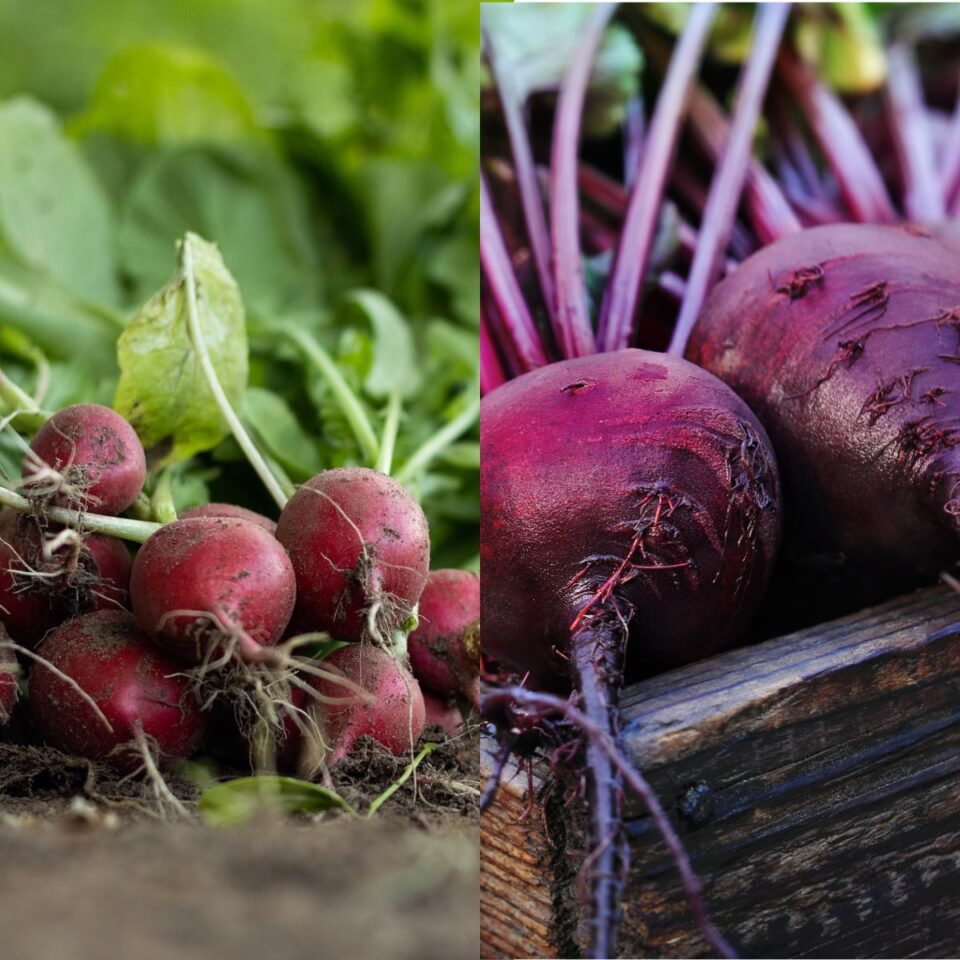 Radish vs Beet Health Guide Net