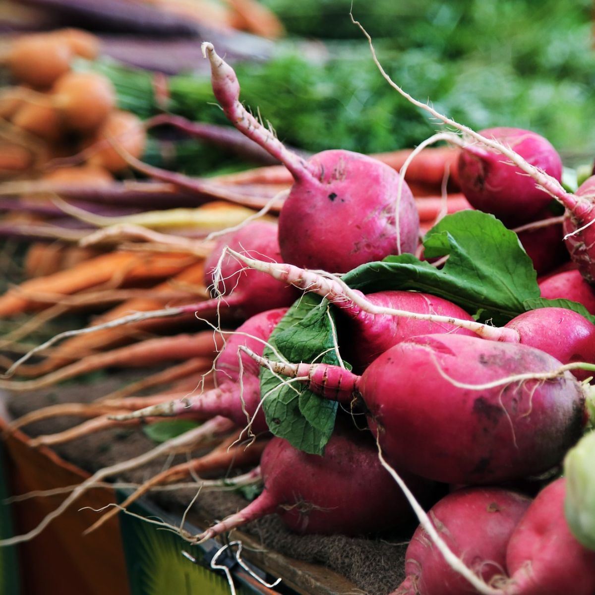 radish