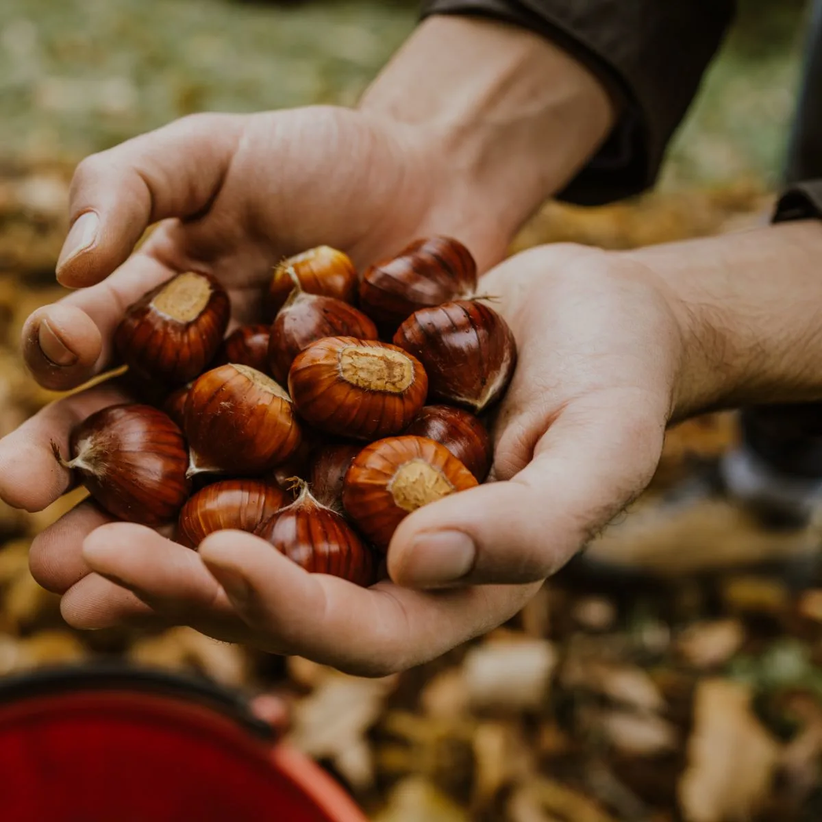 walnut vs chestnut color