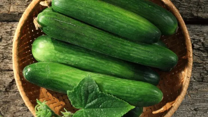 Are Cucumber Seeds Bad For You