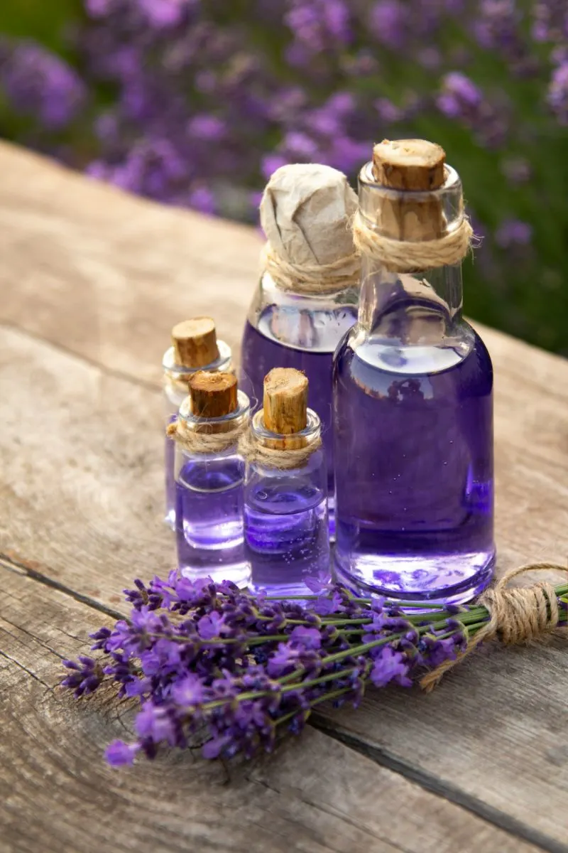 Lavender Oil essential oils for spleen
