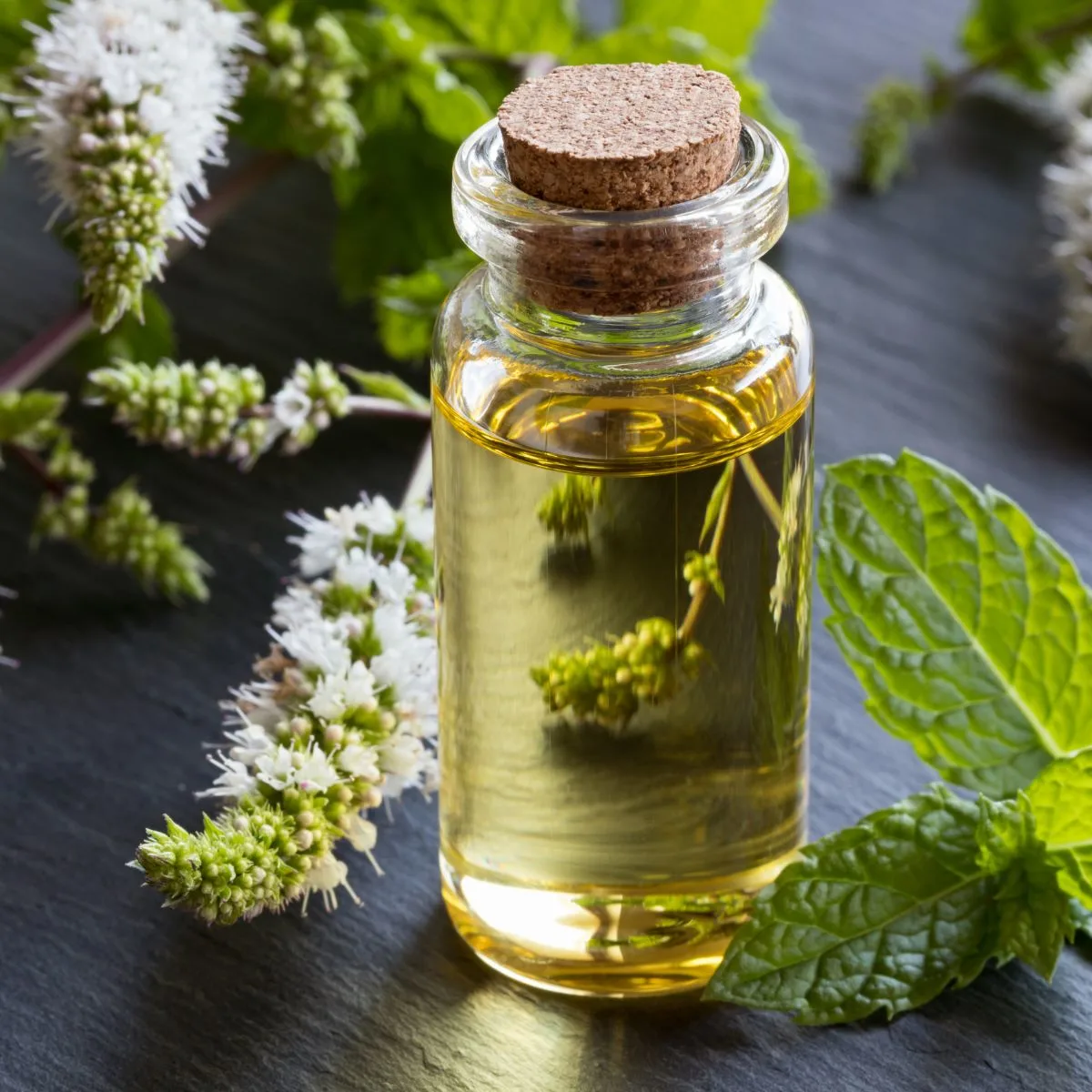 Peppermint Oil for headaches